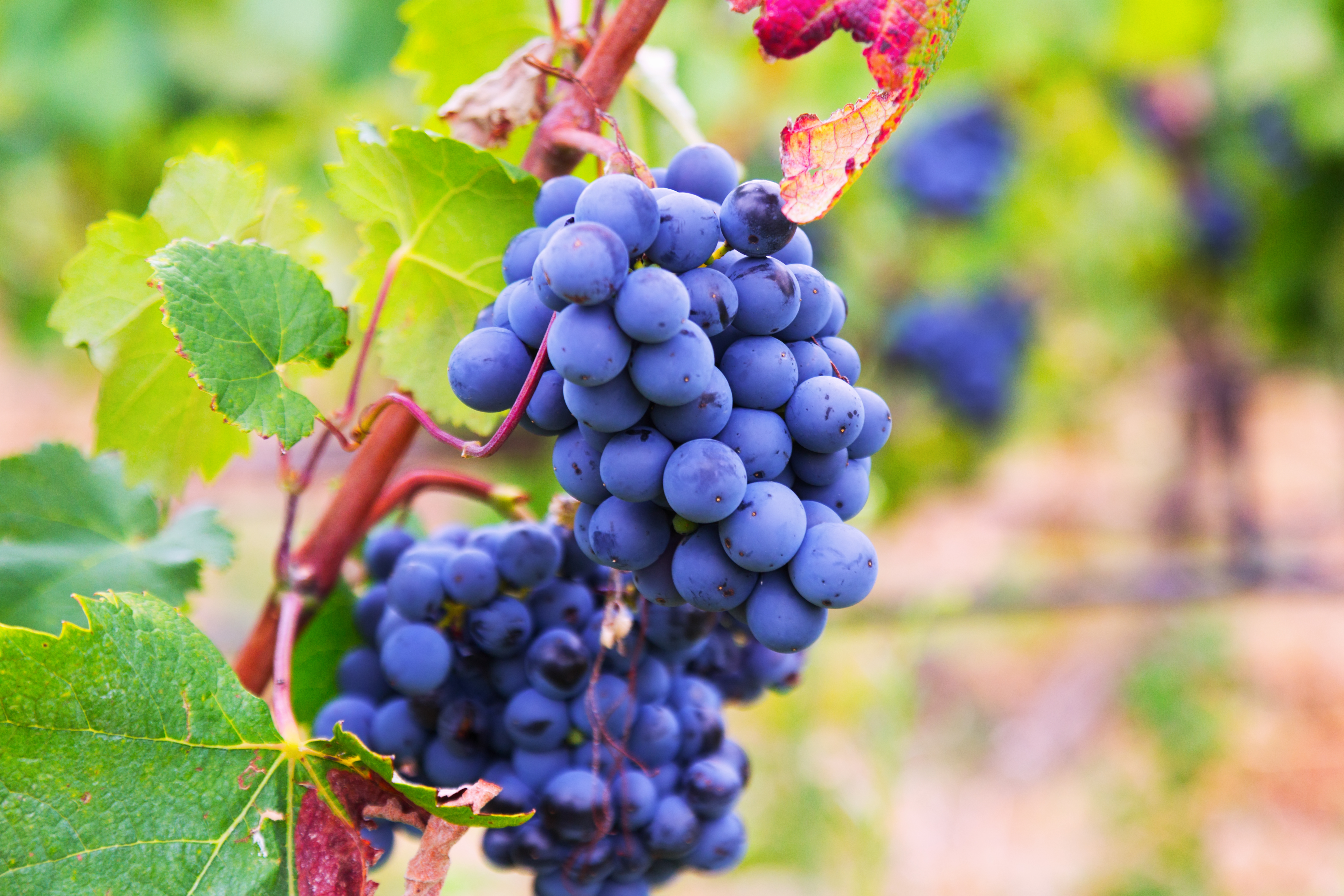 grapes2 (1) grapes2 (1)